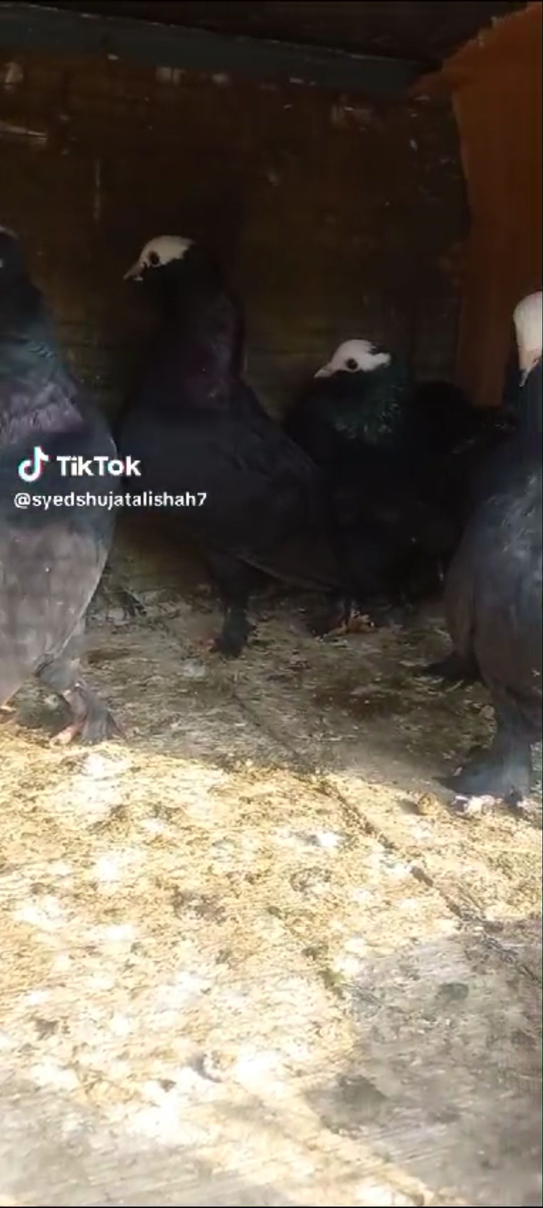 Santinet pair breeder Available Location Rawalpindi tulsa road lalazar