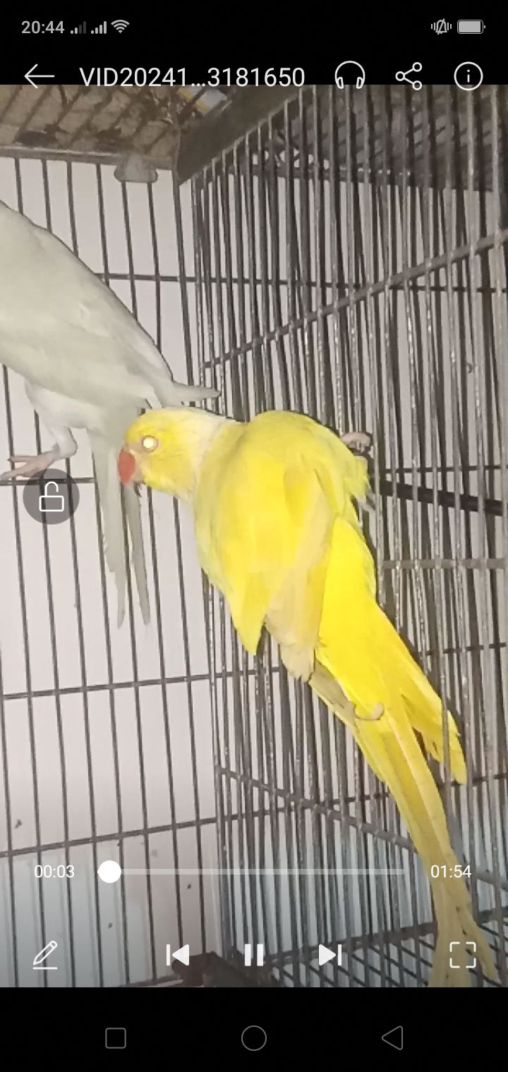 MashAllah yellow ringneck male or female white ringneck pair