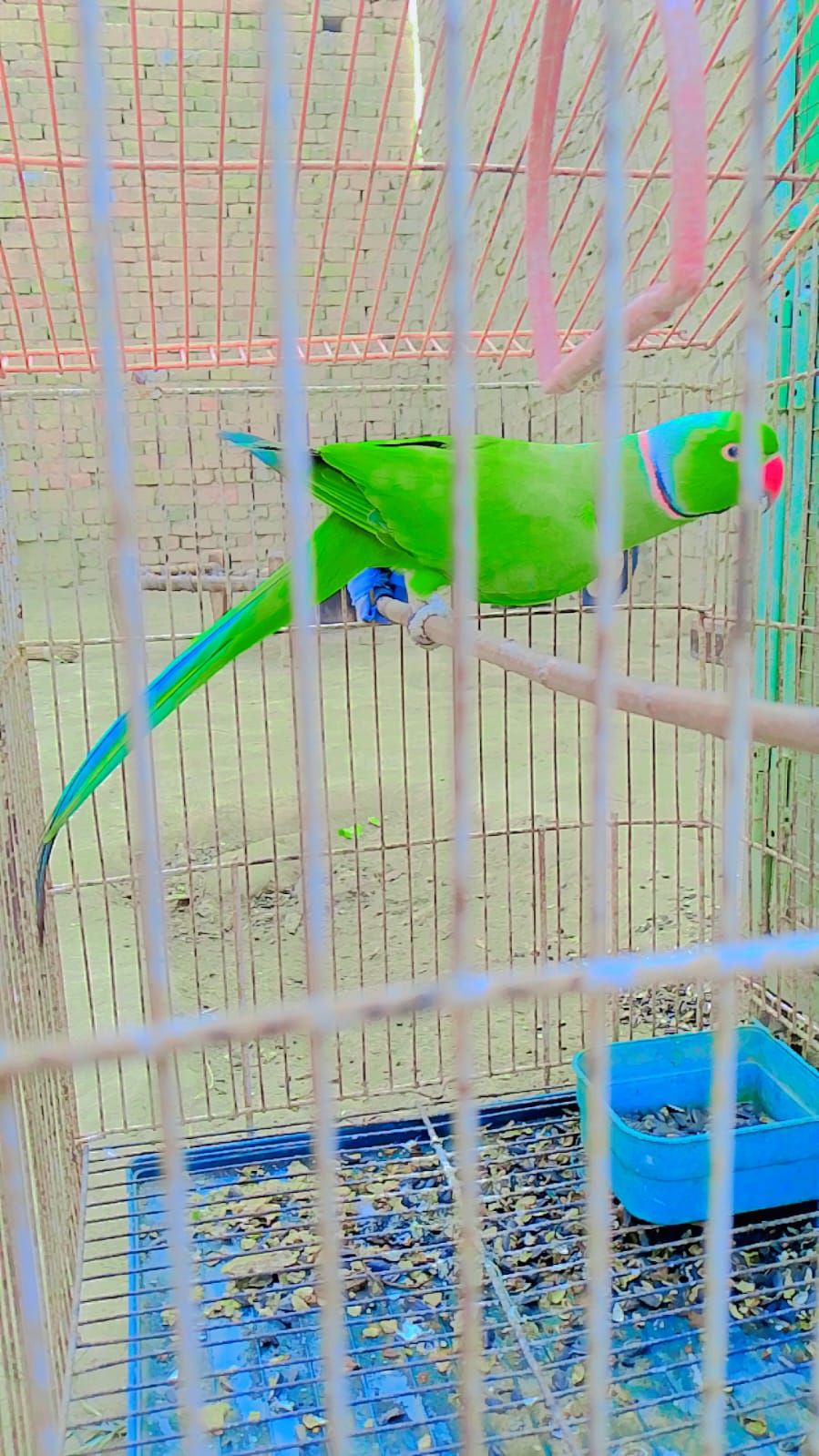 Katha Breeder male