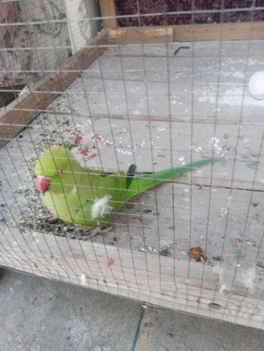 Breeder parrot