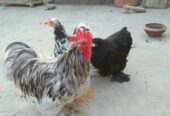 Bantam pair for sale