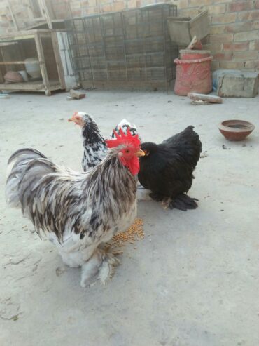 Bantam pair for sale