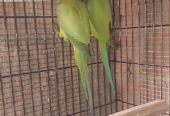 Green parrot