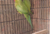 Green parrot