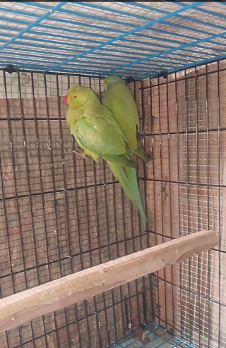 Green parrot