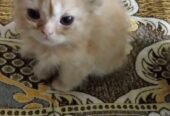 Persian kittens