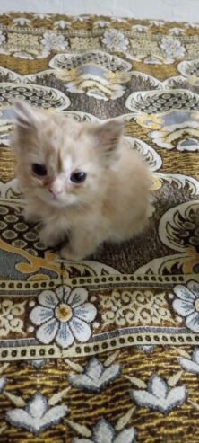 Persian kittens