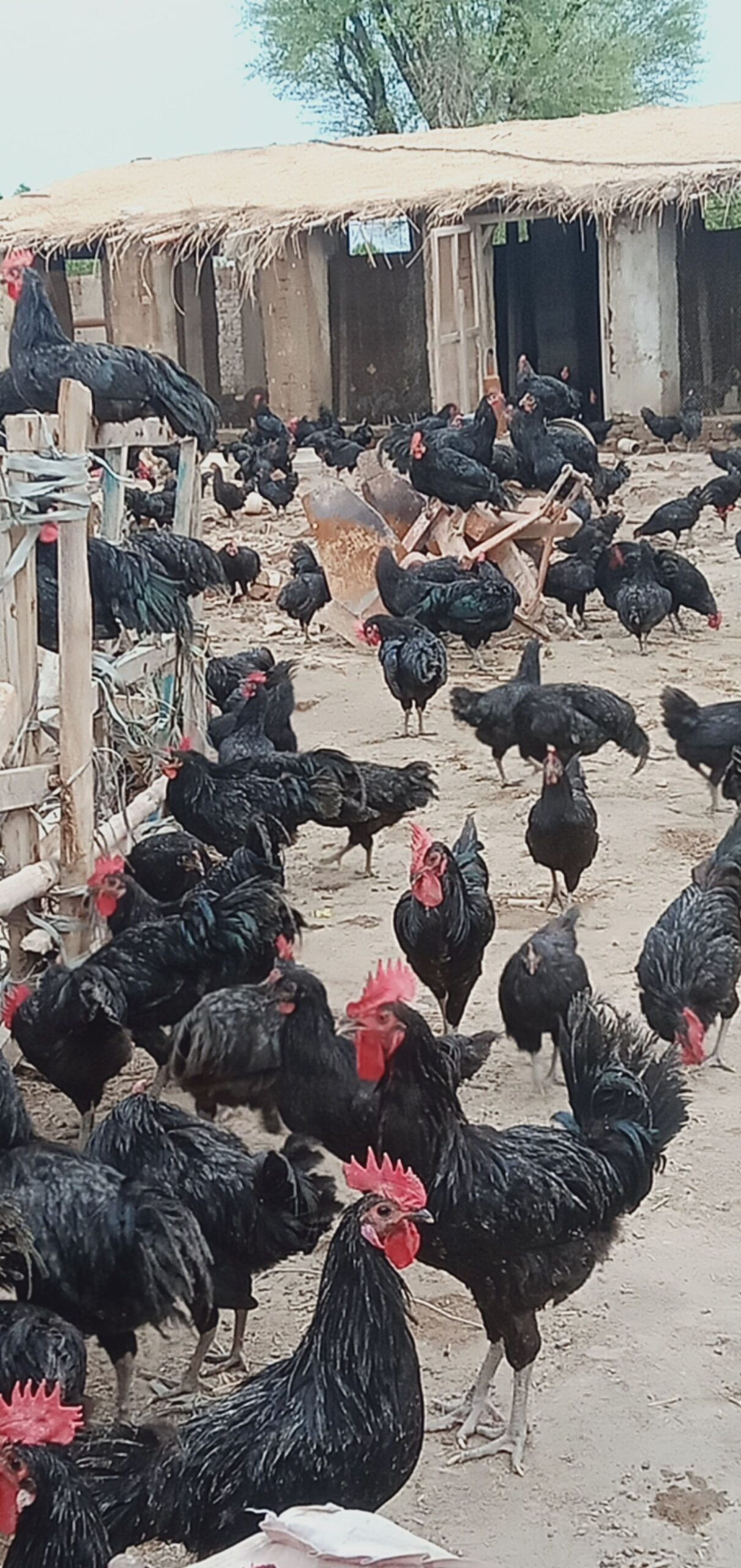 Australorp breed hens egg laying