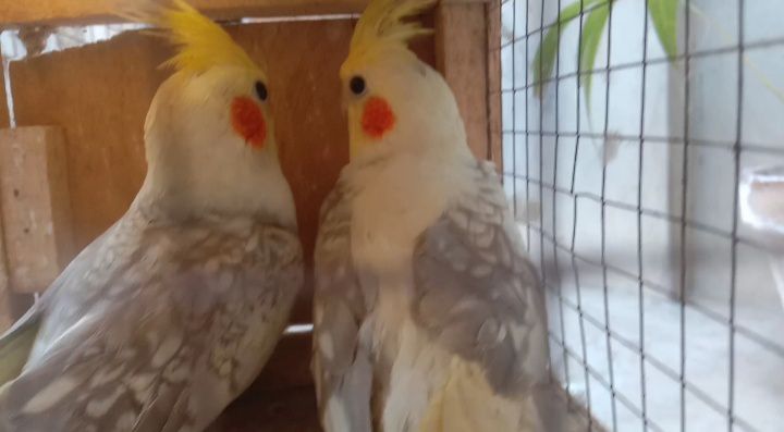 Cocktail breeder pair available ha