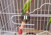 Green Ringneck