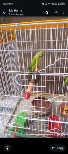 Green Ringneck