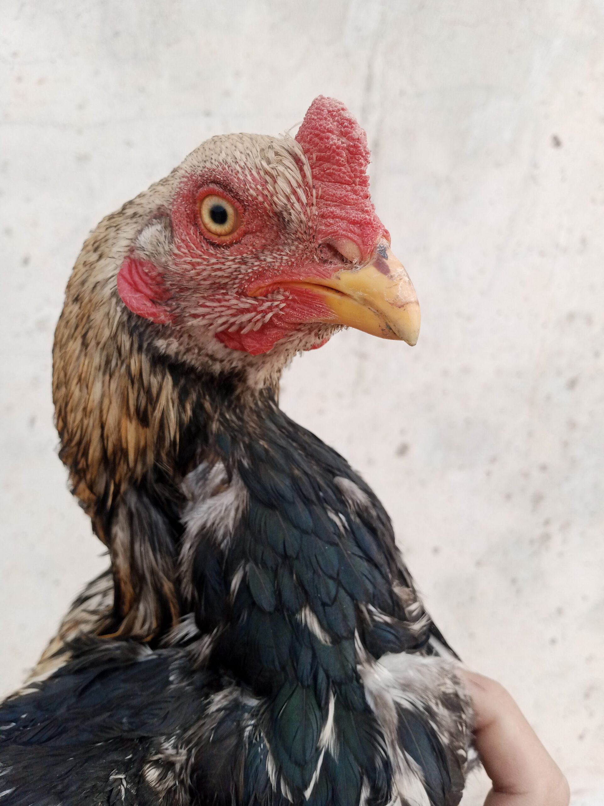 Aseel pair for sale