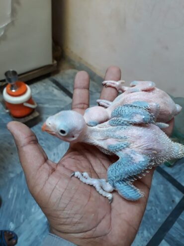 Green Ringneck