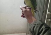 Raw hand tame parrot