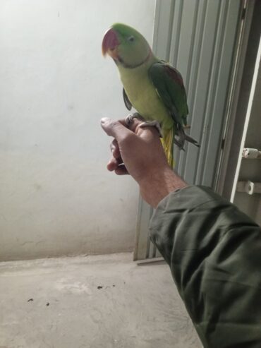 Raw hand tame parrot