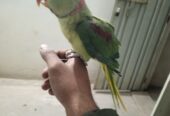 Raw hand tame parrot