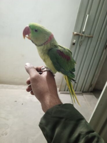 Raw hand tame parrot