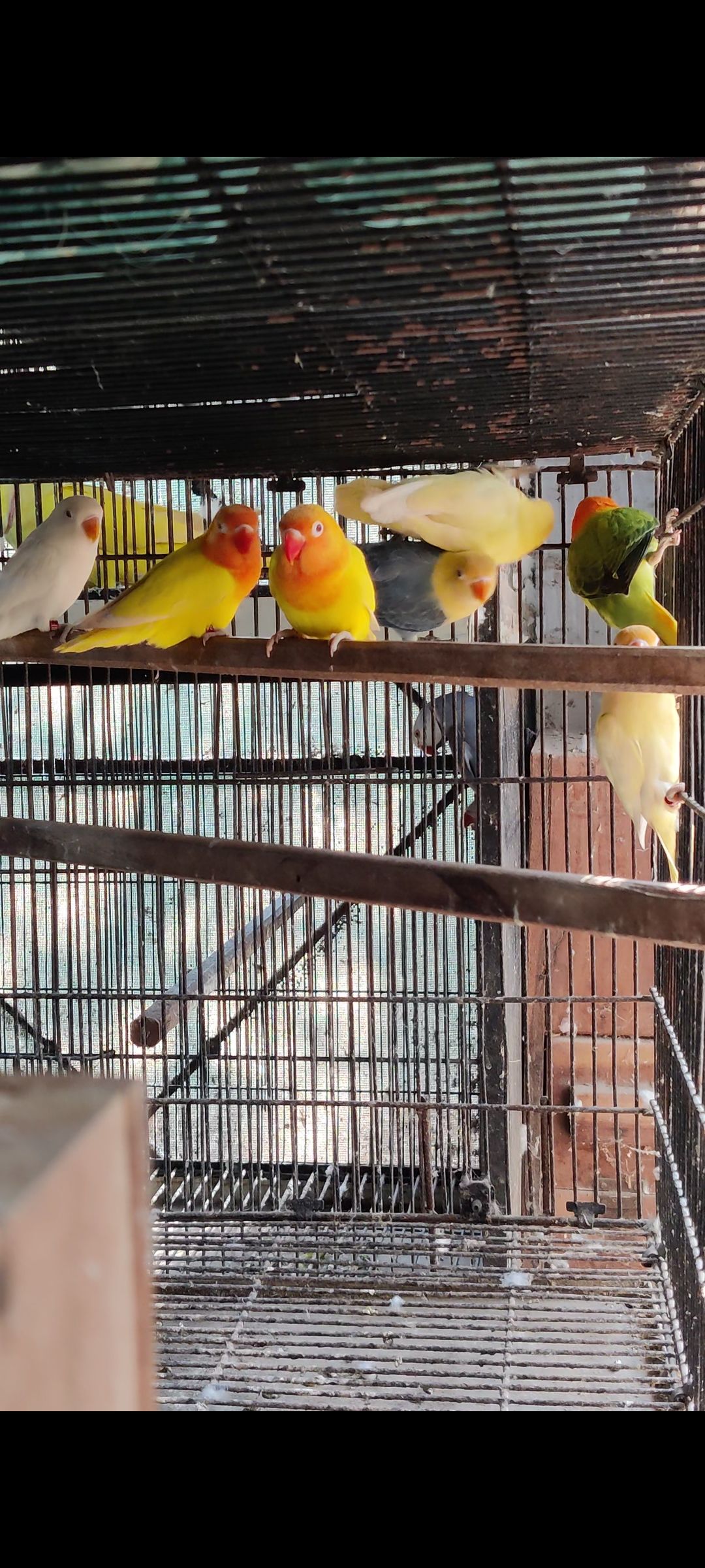 Love birds all colours available