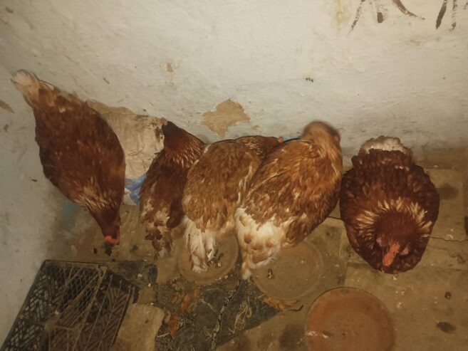 Lohman brown hen’s for sale