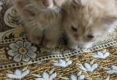 Persian kittens