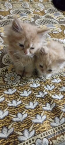 Persian kittens