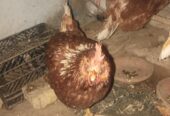 Lohman brown hen’s for sale