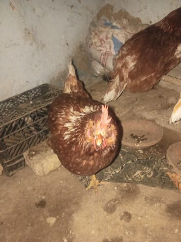 Lohman brown hen’s for sale