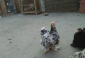 Bantam pair for sale