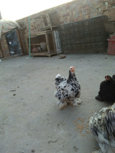 Bantam pair for sale