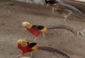 Red golden pheasant