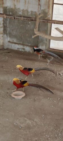 Red golden pheasant