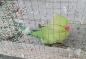 Breeder parrot