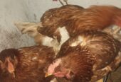 Lohman brown hen’s for sale