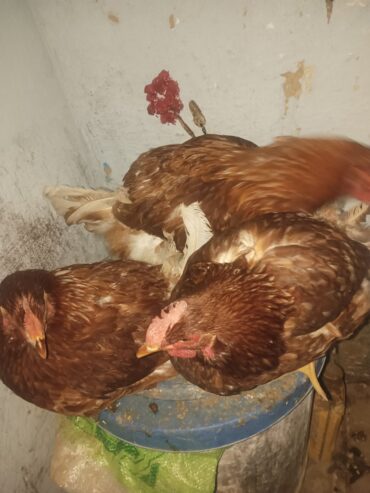 Lohman brown hen’s for sale