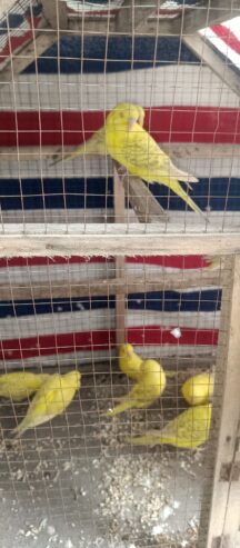 Budgies birds