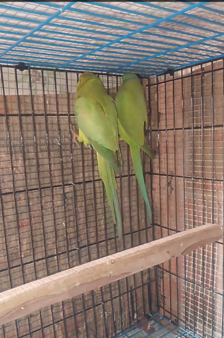 Parrot pair