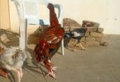 Mianwali breed peela khajurya breeder for sale