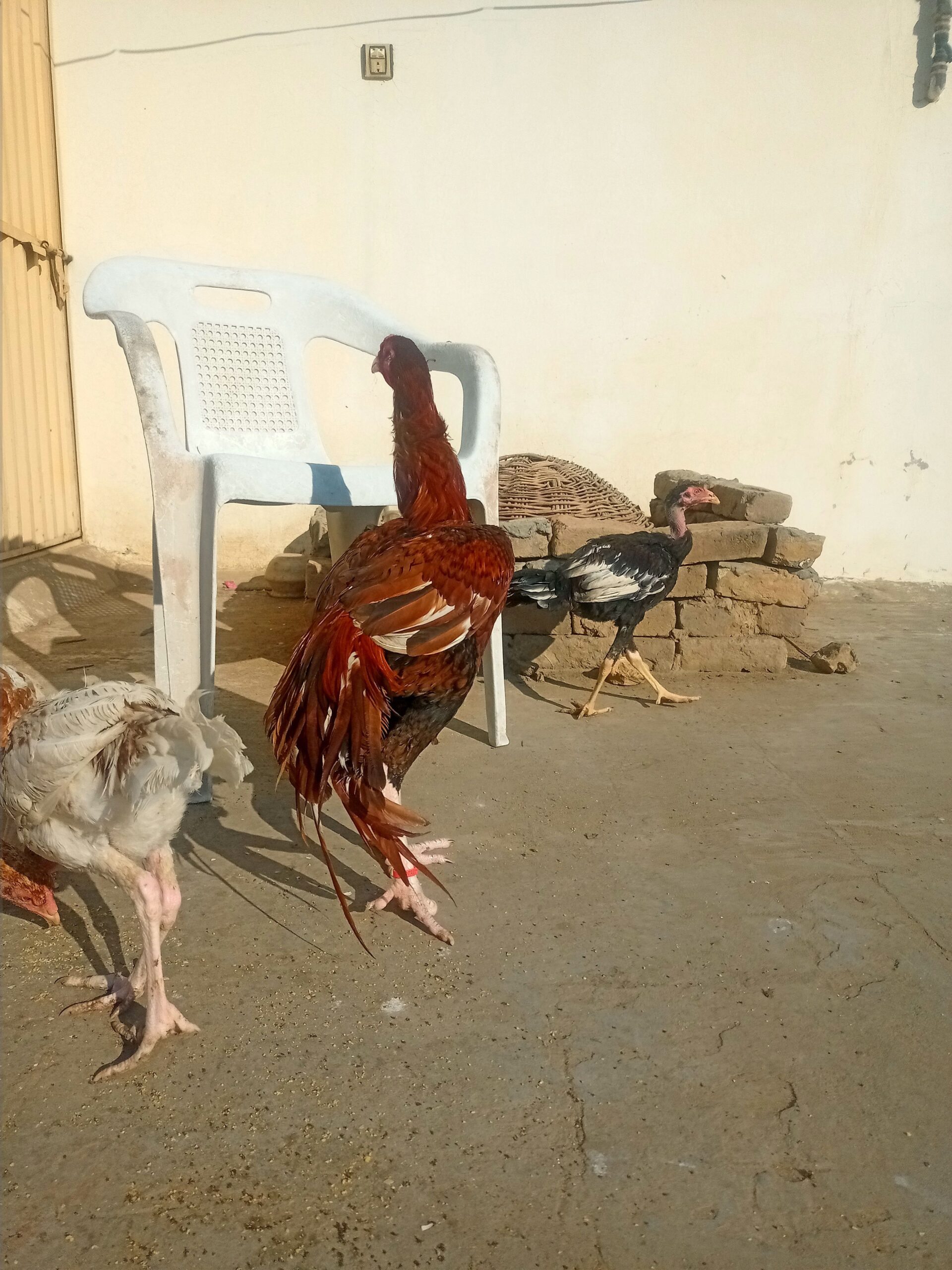 Mianwali breed peela khajurya breeder for sale