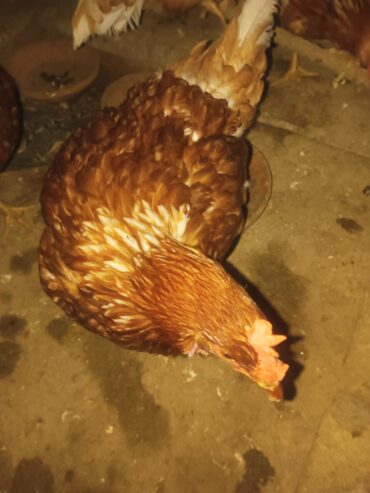 Lohman brown hen’s for sale