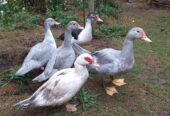 Muscovy ducks