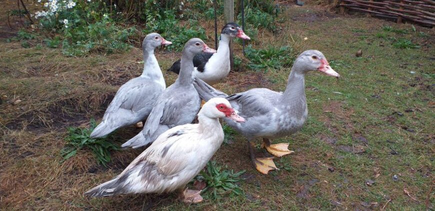 Muscovy ducks