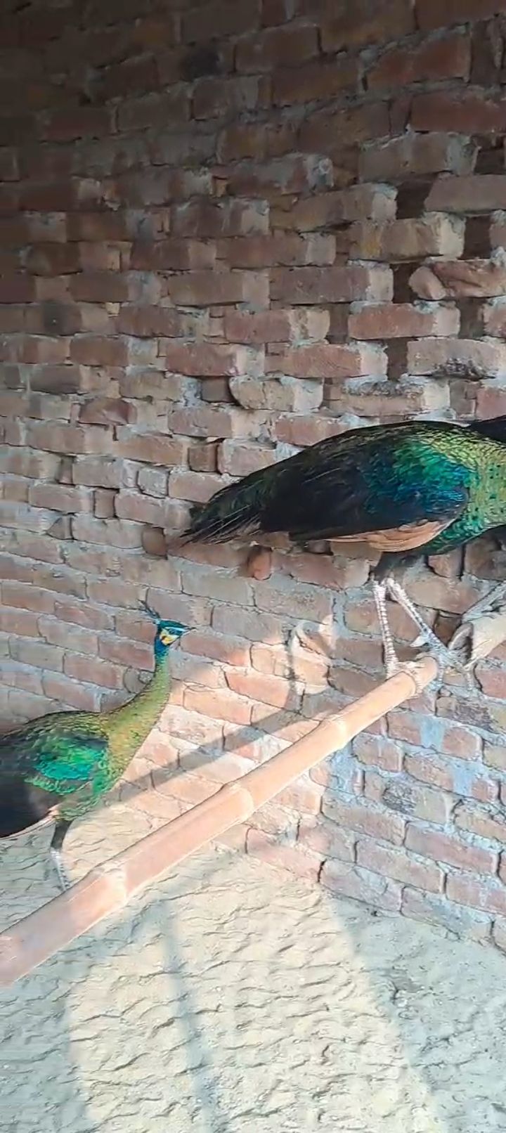 Java male for sale