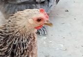 Batam breeder pair for sale location haveli lakha okara