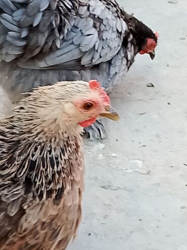 Batam breeder pair for sale location haveli lakha okara