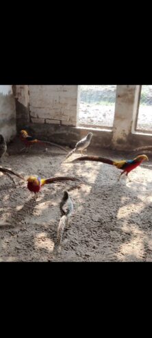 Red golden pheasant