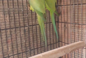 Parrot