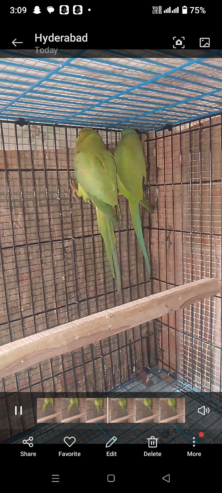 Parrot pair