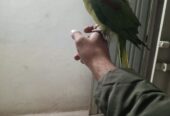 Raw hand tame parrot