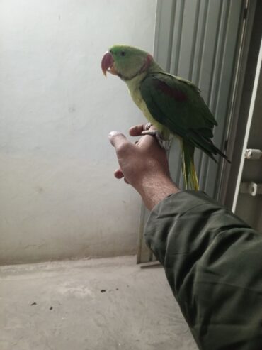 Raw hand tame parrot