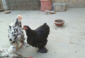 Bantam pair for sale